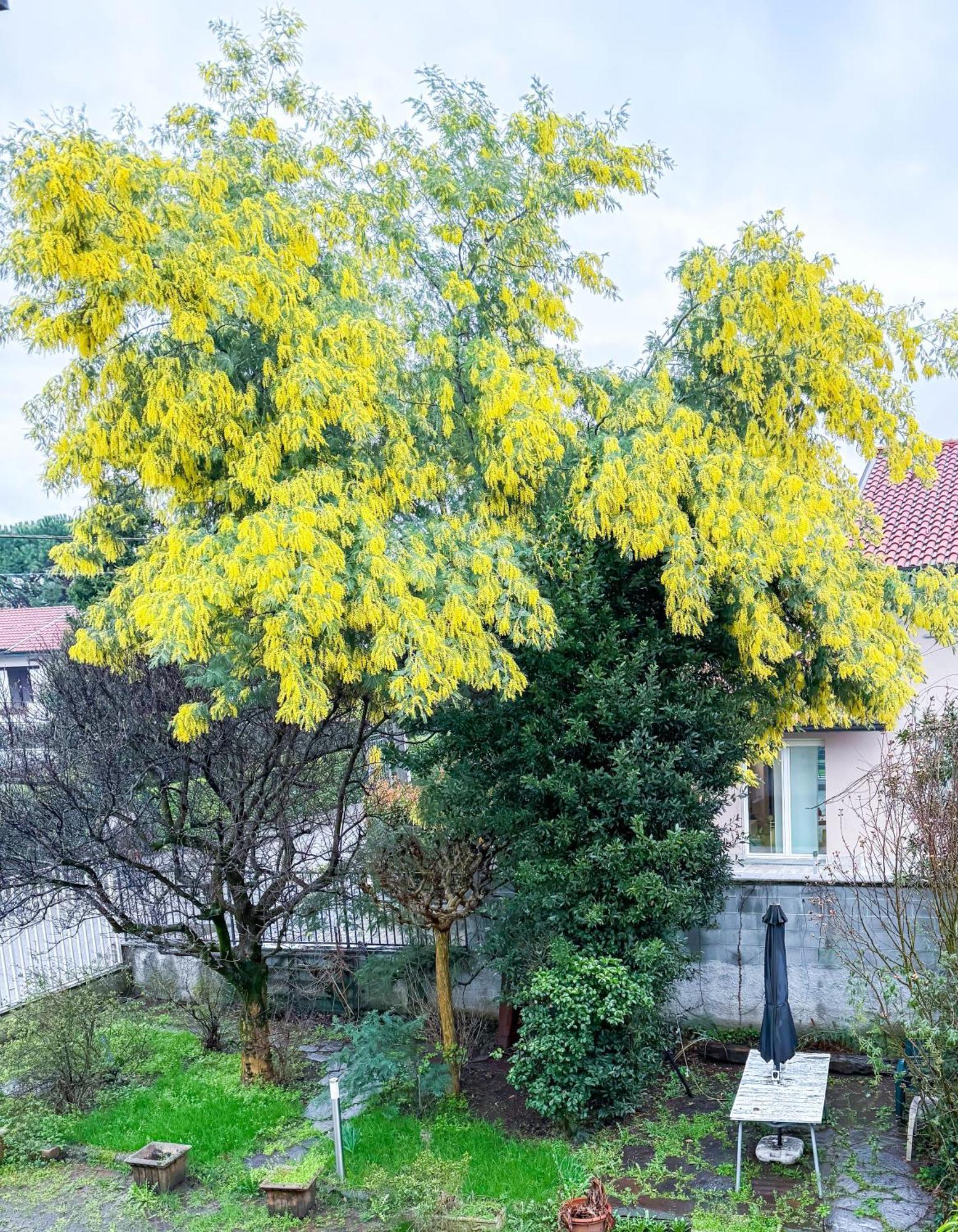 Villa Mimosa Cassano Magnago Esterno foto